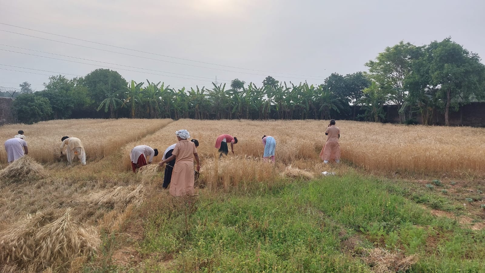 Cultivation at Singhpur